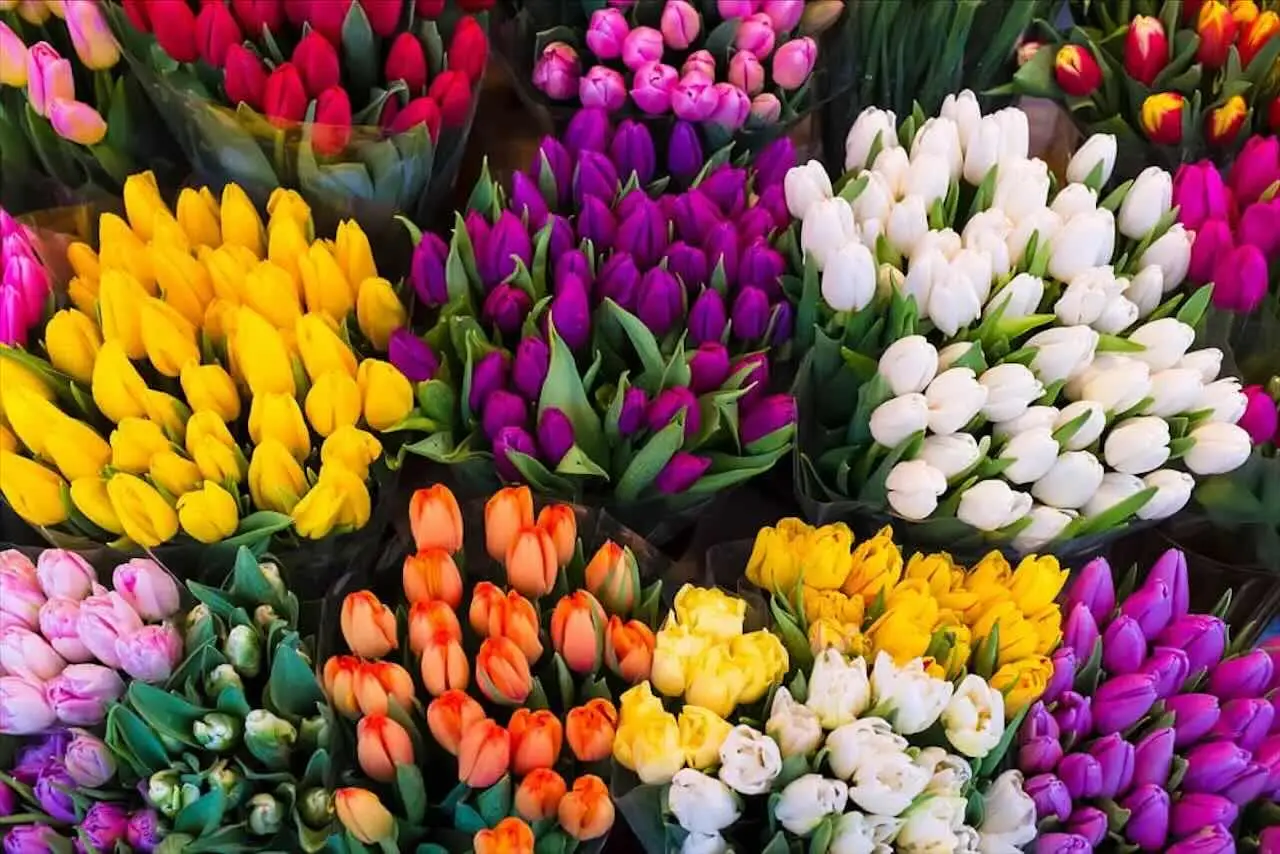 Come mantenere freschi i fiori recisi più a lungo in estate: il trucco del fiorista Come mantenere freschi i fiori recisi più a lungo in estate: il trucco del fiorista