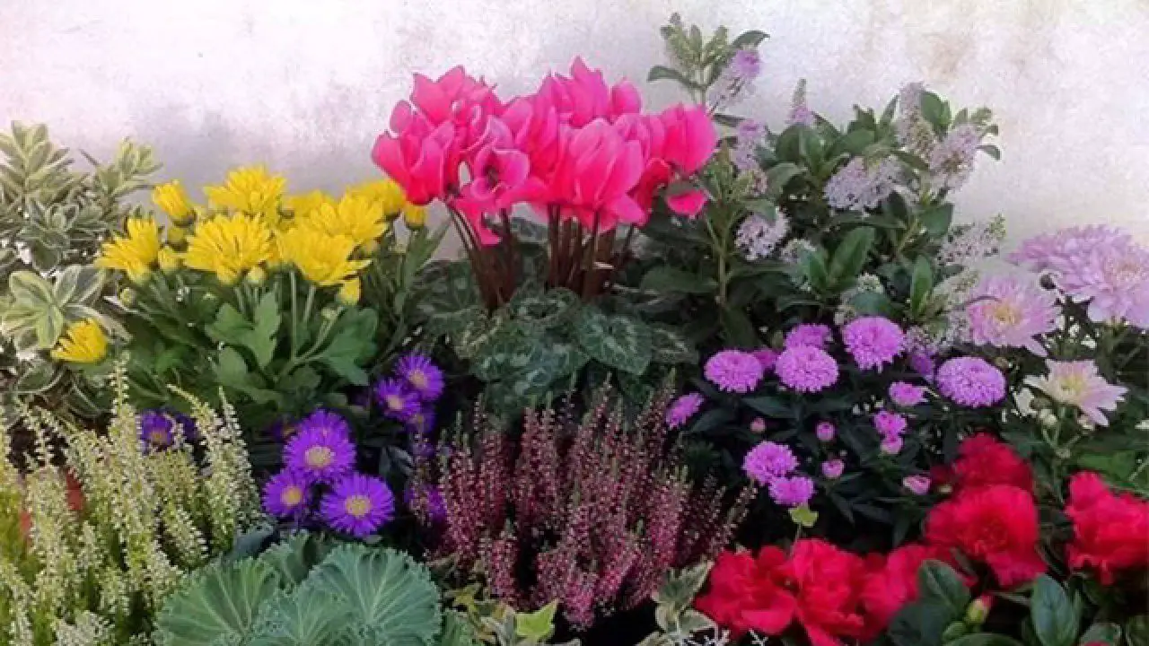 Come mantenere freschi i fiori recisi più a lungo in estate: il trucco del fiorista Come mantenere freschi i fiori recisi più a lungo in estate: il trucco del fiorista