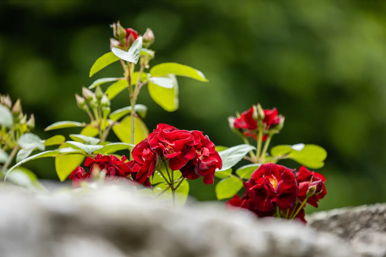 Come mantenere freschi i fiori recisi più a lungo in estate: il trucco del fiorista Come mantenere freschi i fiori recisi più a lungo in estate: il trucco del fiorista