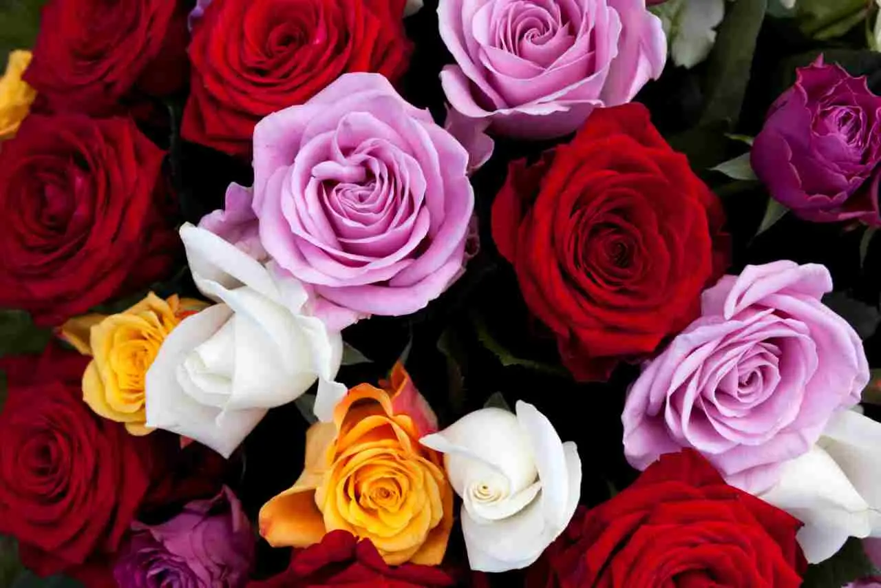 Come mantenere freschi i fiori recisi in estate: il consiglio del fiorista per giugno Come mantenere freschi i fiori recisi in estate: il consiglio del fiorista per giugno