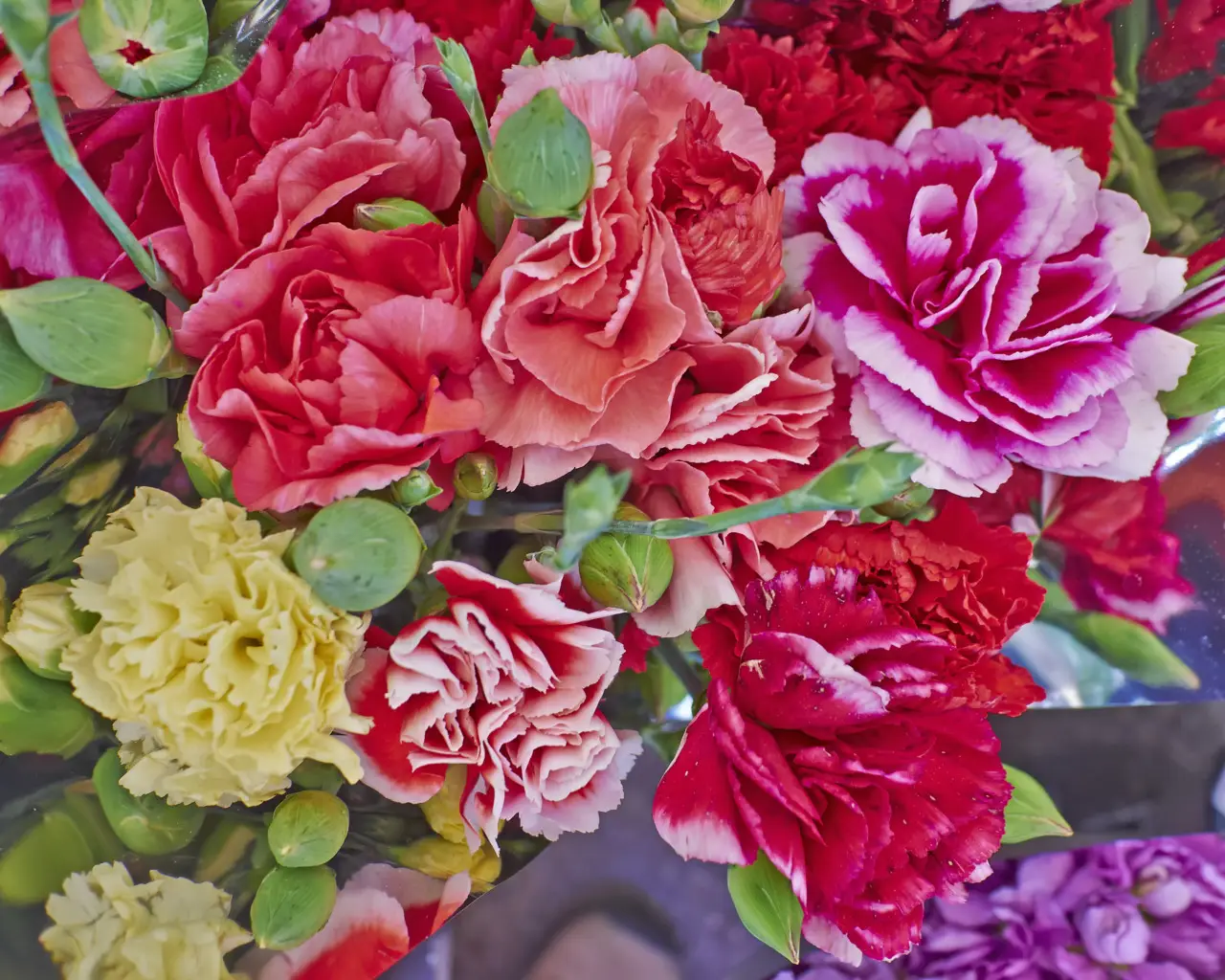 Come mantenere freschi i fiori recisi in estate: il consiglio del fiorista per giugno Come mantenere freschi i fiori recisi in estate: il consiglio del fiorista per giugno