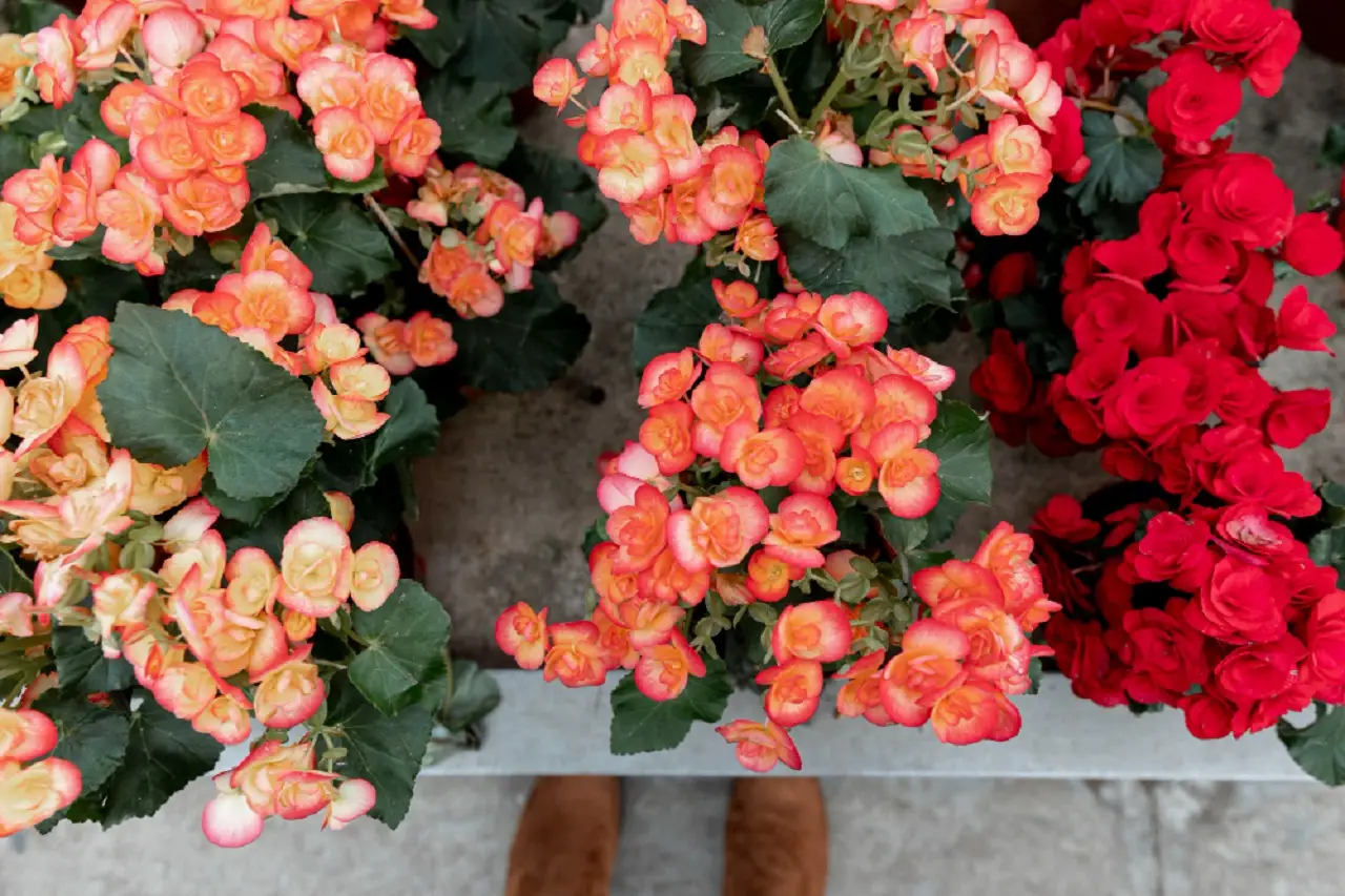 Come mantenere freschi i fiori recisi in estate: il consiglio del fiorista per giugno Come mantenere freschi i fiori recisi in estate: il consiglio del fiorista per giugno